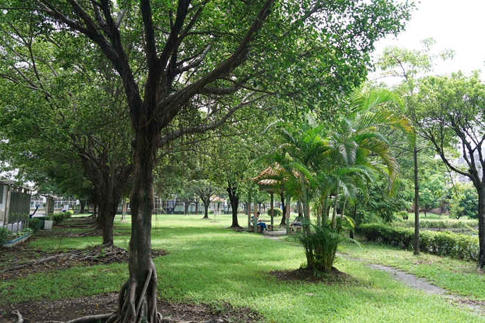 绿树成荫的校园